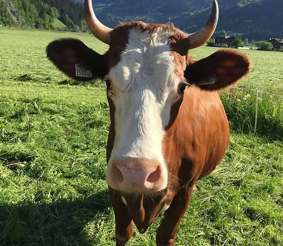 Kuen Apartmán Zell am Ziller